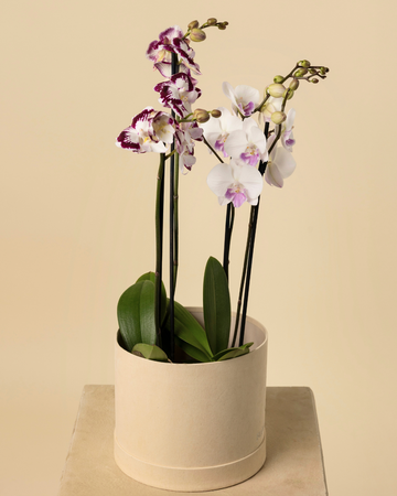 Orquídeas