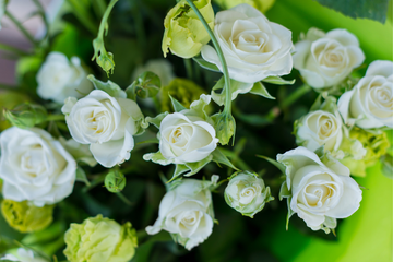La Historia y el Lenguaje de las Rosas Blancas