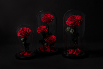 ¿Cuánto duran las rosas eternas?