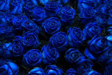 ¿Significado de las rosas azules?