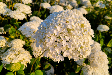 Un Ramo para el Recuerdo