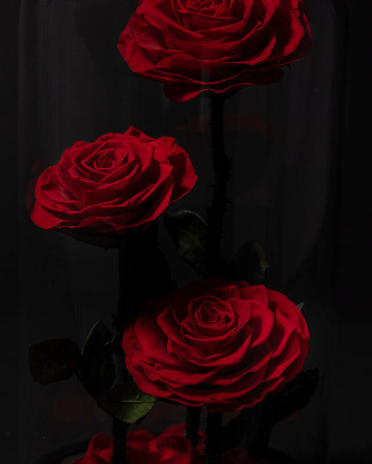 3 Rosas en Cúpula