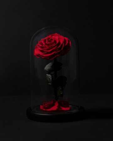 Rosa Eterna en Cúpula Roja
