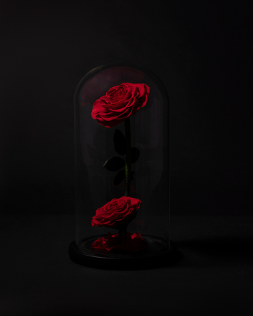 Dúo de Rosas Eternas en Cúpula