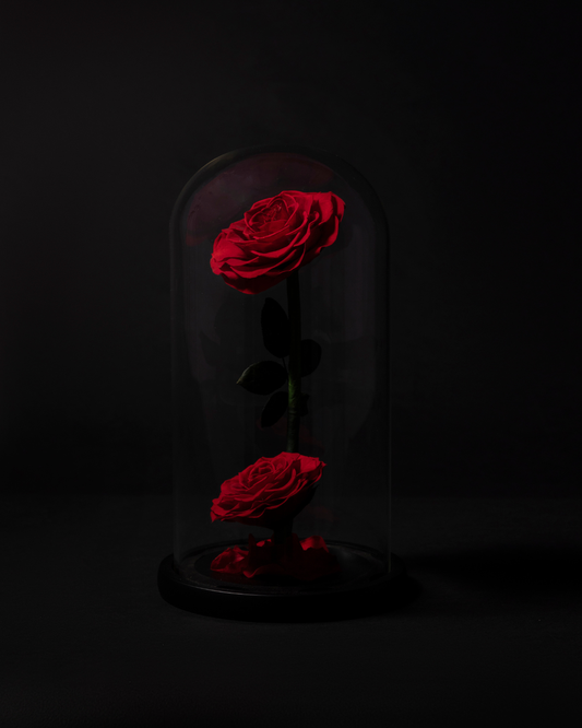 Dúo de Rosas Eternas en Cúpula