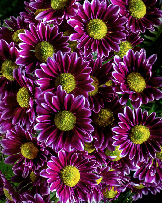 Ramo Margaritas Deep Purple