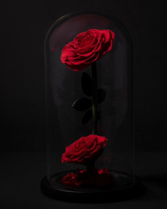 Dúo de Rosas Eternas en Cúpula