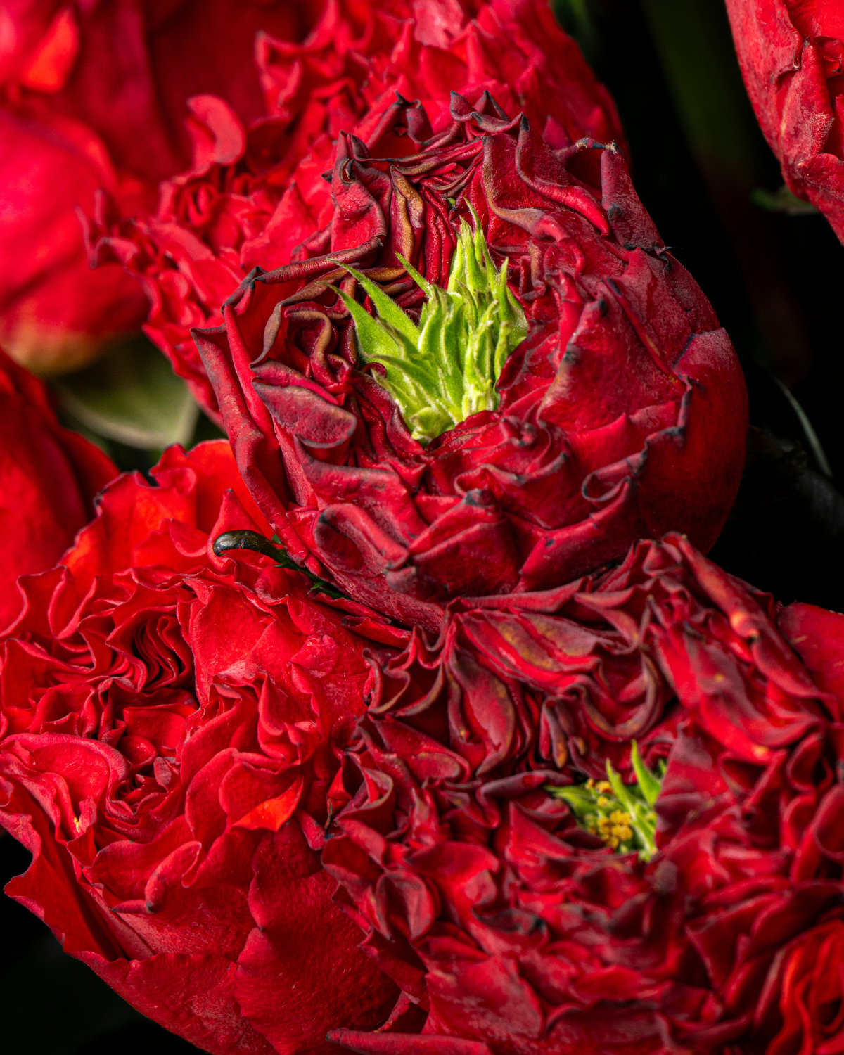 Flores con alma de medianoche