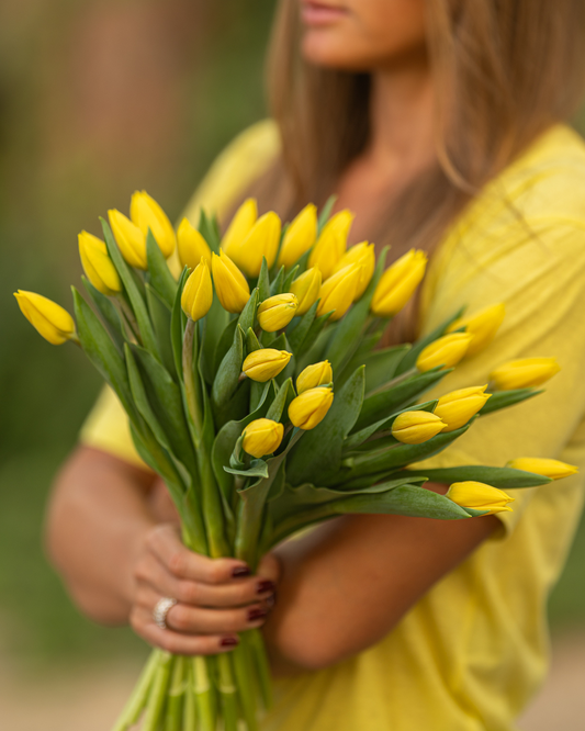 Tulipanes del Amanecer
