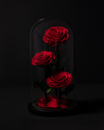 3 Rosas en Cúpula