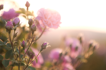 La Primavera Convertida en una Pieza Floral