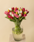 Ramo de 50 tulipanes bicolor