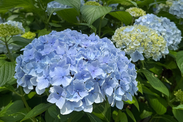 Un Ramo para el Recuerdo