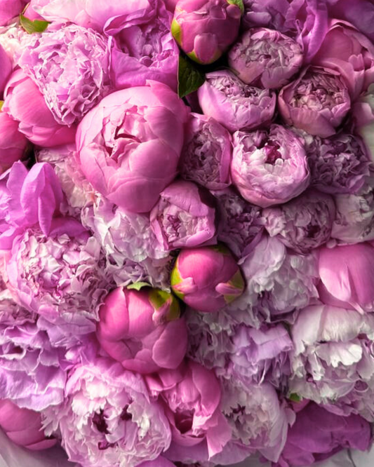 Ramo 50 Peonías Rosas
