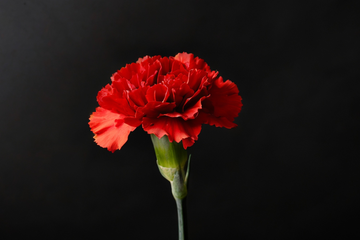 Una Flor, Un Recuerdo