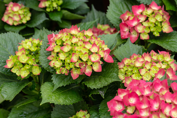 Un Ramo para el Recuerdo