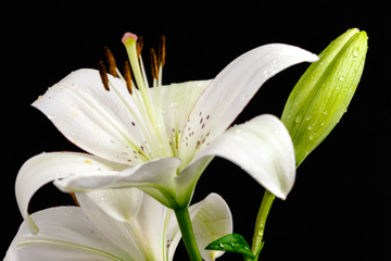 Un Ramo para el Recuerdo