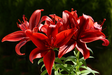 Dos Almas en un Solo Ramo