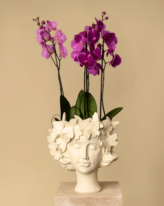 Belleza Orquídeas
